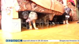 Зоозащитники обнаружили «концлагерь» для собак в квартире на Автозаводе
 