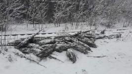 Непроданные елки выбросили в Нижнем Новгороде 