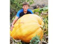 Нижегородский школьник вырастил тыкву весом более двух центнеров 