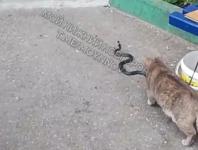 Змея напугала нижегородцев у многоэтажки на улице Культуры 
