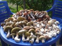 Нижегородские грибники собирают лисички ящиками в июле 