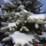 Ардатовский чиновник объяснил спил 60-летней елки у дома пенсионерки 
