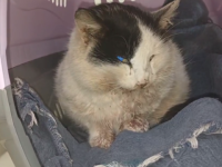 Петицию создали из-за выброшенного ветеринаром кота Спайси в Сокольском 