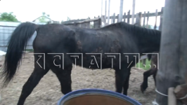 Осужденная жительница Дзержинска вновь открыла «концлагерь» для лошадей  