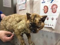 Обгоревшего при пожаре кота спасли на Бору
 