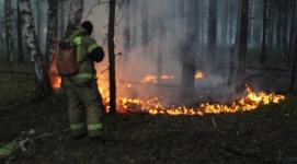 Возникший из-за грозы пожар ликвидировали в Керженском заповеднике  