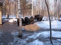 Диких кабанов пересчитали в Нижегородской области 