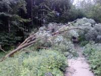 Пьяный водитель «Мерседес Бенц» протаранил дерево в Дзержинске 