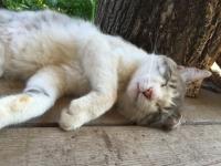 Бешеные кошки обнаружены в Нижнем Новгороде и Кстовском районе 
