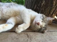 Больной бешенством кот укусил жителя Пильнинского района 