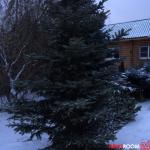 Девять елочных базаров заработают в Нижнем Новгороде с 10 декабря 