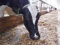 Недостаток белка выявили в молоке в Нижегородской области  