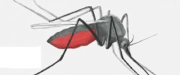 Сроки активности комаров в Нижегородской области сдвинулись из-за холодной весны 