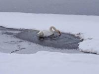 Зоозащитники не будут спасать прилетевшего на Волгу лебедя в Нижнем Новгороде 