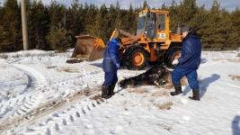 Хозяйка "концлагеря" в Дзержинске прятала трупы лошадей в лесу 