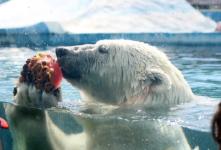 Животным в нижегородском зоопарке из-за жары стали давать мороженое 