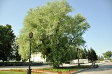 Новые деревья высадят взамен погибших на улице Минина в 2023 году 