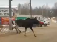 Двух лосей заметили жители на улицах Арзамаса 