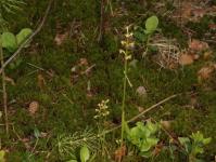 Редкая орхидея расцвела в Керженском заповеднике 