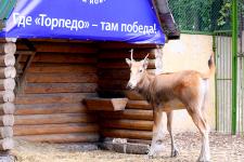 Живому талисману нижегородской хоккейной команды исполняется два года 