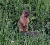 В Нижегородской области проводится учет численности сурков 