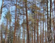 Нижегородская область и ДНР будут сотрудничать в сфере лесного хозяйства 