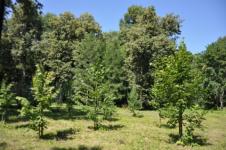 Более 6 тысяч деревьев и кустарников высадили в Нижнем Новгороде в 2023 году 