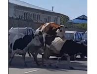 Нижегородцы пожаловались на коров-драчунов из Выксы 