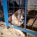 Организатор «концлагеря» для собак в Нижнем Новгороде избежал наказания 