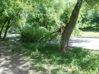 Упавшее дерево парализовало движение на улице Ковалихинской 