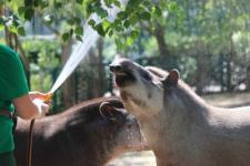 Мороженое дают животным в нижегородском зоопарке «Лимпопо» из-за жары 