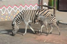 Нижегородцы придумают имя для детеныша зебры 