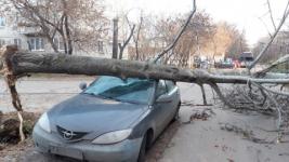 Дерево упало на автомобиль в Дзержинске 