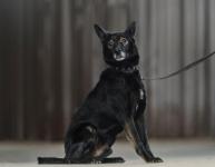 Бывшего домашнего пса спасли от усыпления в Нижнем Новгороде 