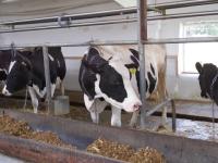 В хозяйствах двух районов Нижегородской области введен карантин по лейкозу скота 