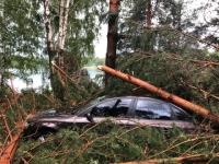 Машины в палаточном лагере в Богородском районе завалило деревьями 