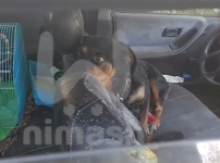 Запертая в машине собака погибает от жары в Нижнем Новгороде 