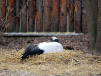 Четыре пары птиц из нижегородского зоопарка скоро станут родителями 