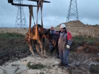 Застрявшую в яме с грязью корову спасли в Выксе 