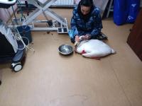 Замерзающего на пруду лебедя спасли в Нижегородской области 