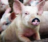 Вспышку АЧС выявили на свинокомплексе в Нижегородской области 