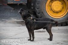 Бешенство обнаружили у собаки в Починковском районе Нижегородской области 