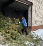 Щепу из новогодних елок передали в нижегородский Центр реабилитации лошадей 