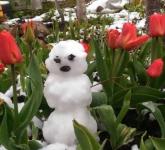 Нижегородцы слепили майских снеговиков в своих огородах 
 