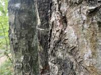 Нижегородцам официально разрешат заготавливать хворост и деревья в лесах 