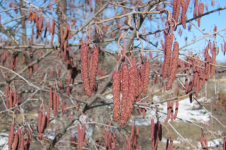 Нижегородских аллергиков предупредили о наступающем сезоне цветения   