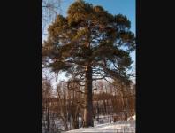 350-летняя сосна из Нижегородской области претендует на «Дерево года-2024» 