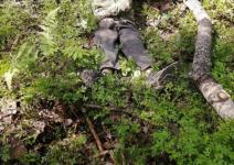 СК завел дело после гибели вальщика леса в Ковернинском районе  