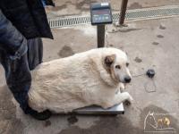 100-килограммовую собаку нашли на улице в Нижнем Новгороде  