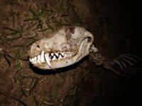 Останки неизвестного животного обнаружены в Нижегородской области 